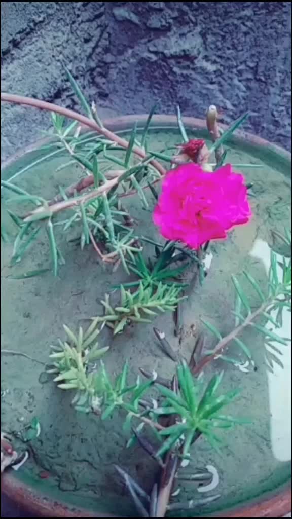 @Natural Flowers