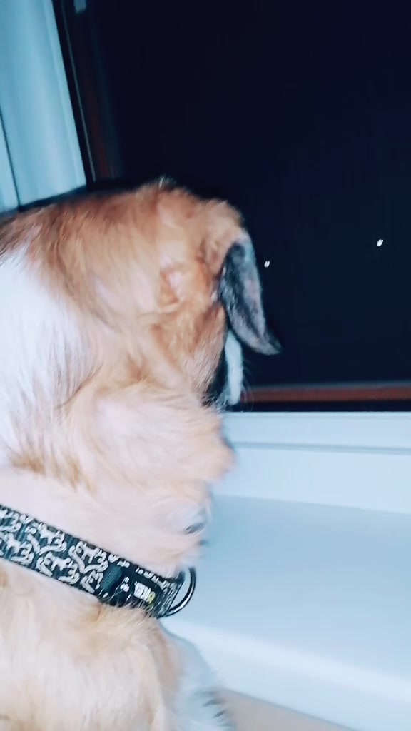 @Buddy~Daisy