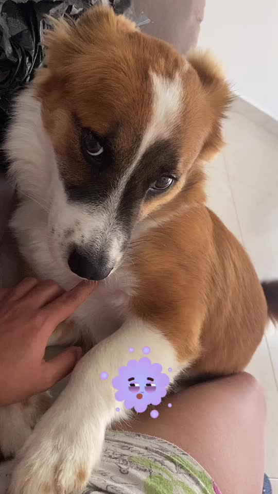 @SAM 🐾🦴
