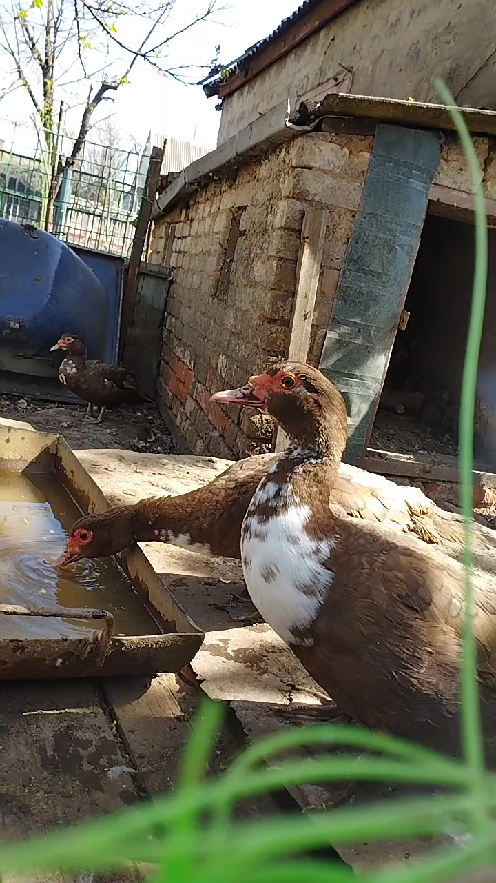 @🦃инда утки🦆