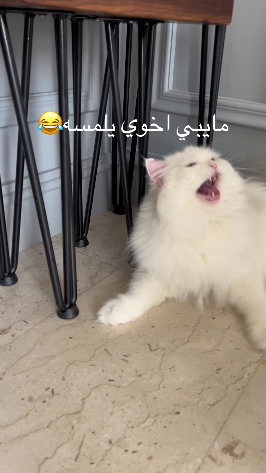 @user39556571203
