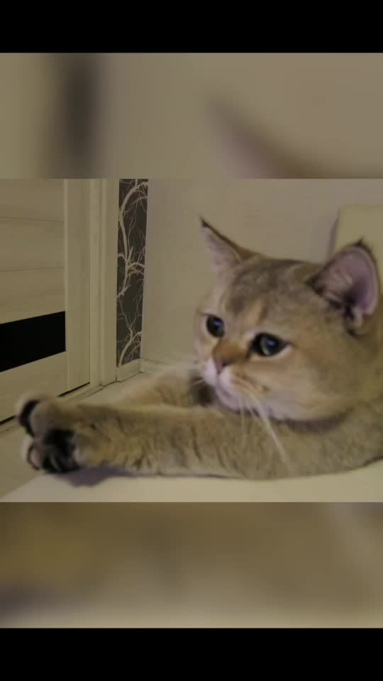 @Simba cat