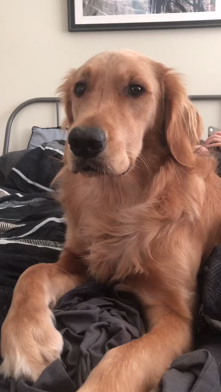 @riley_the_nugget