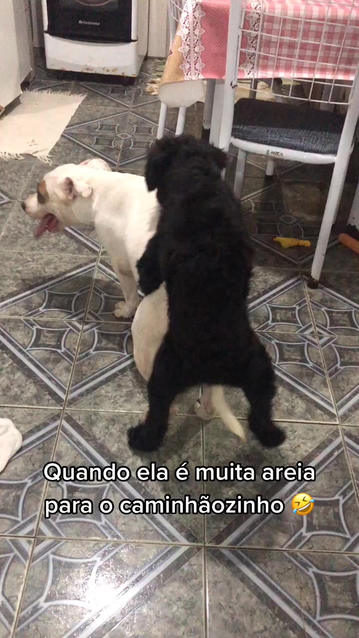 @Bela Pitbull terrier
