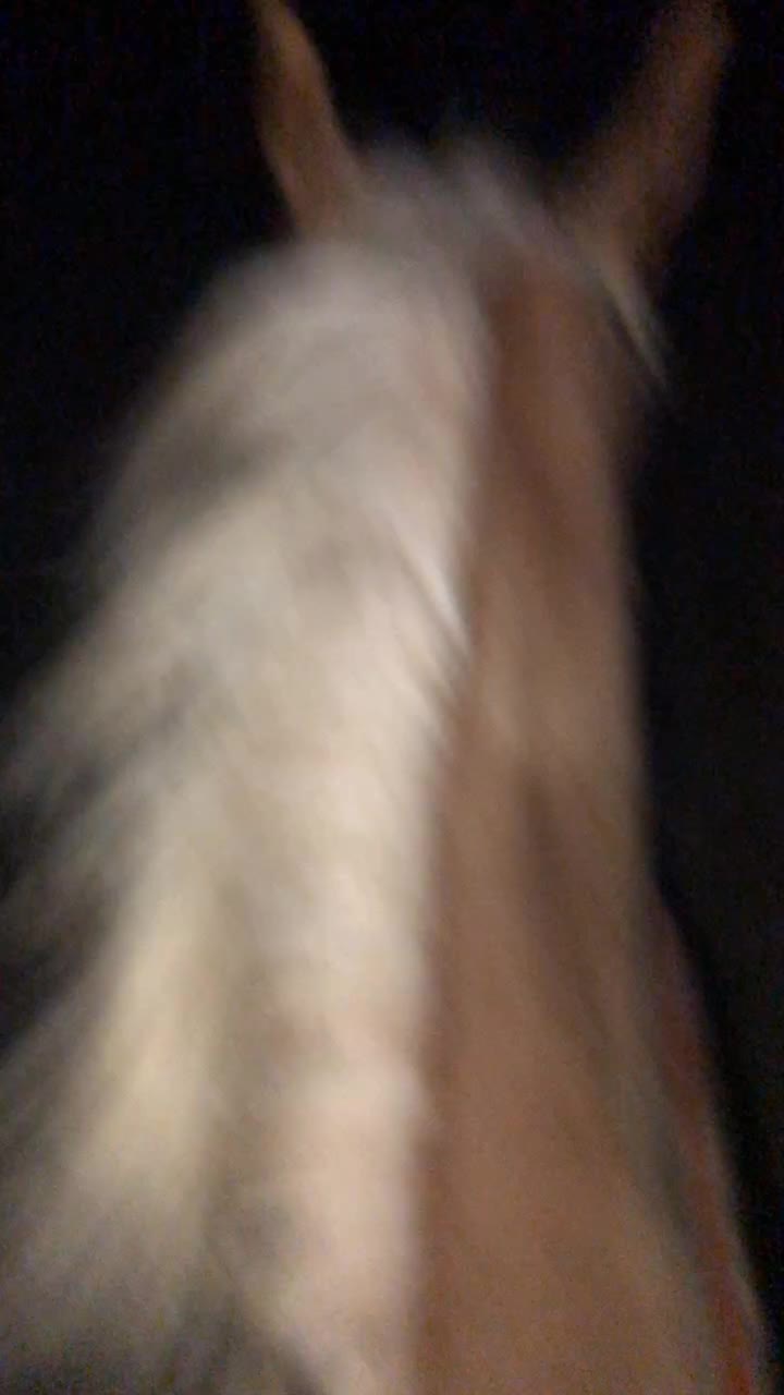 @My horse life❤️