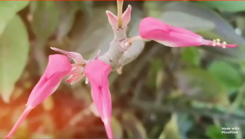 @Nksonwani