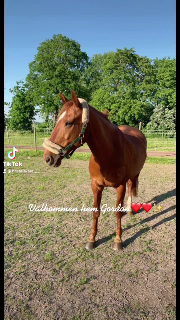 @Hästkonto 💓