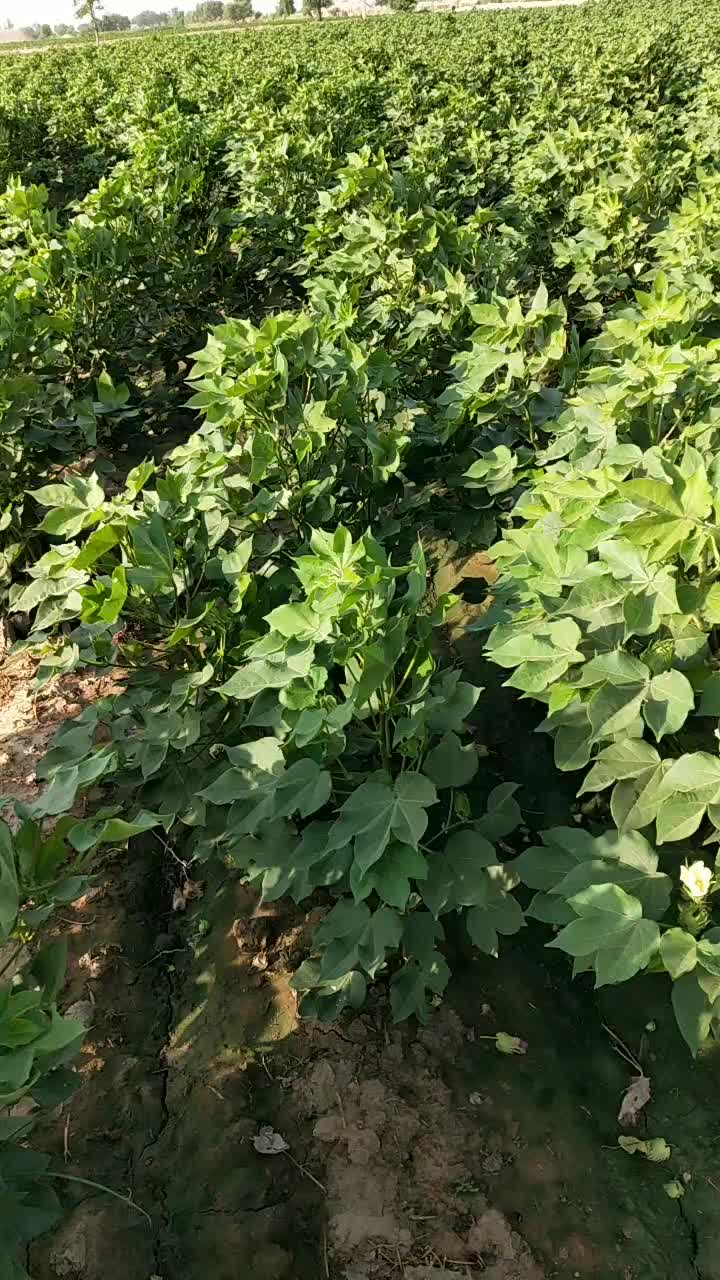 @goradhillon8031