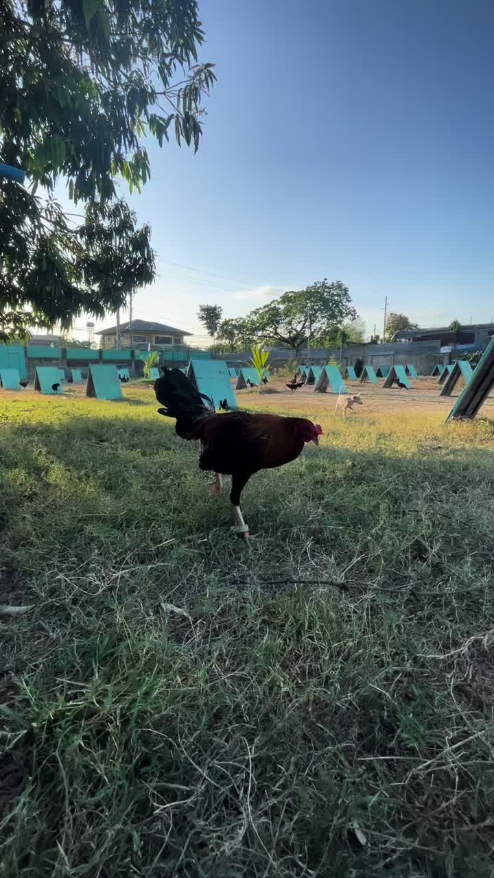 @JT ORAGON GAMEFARM