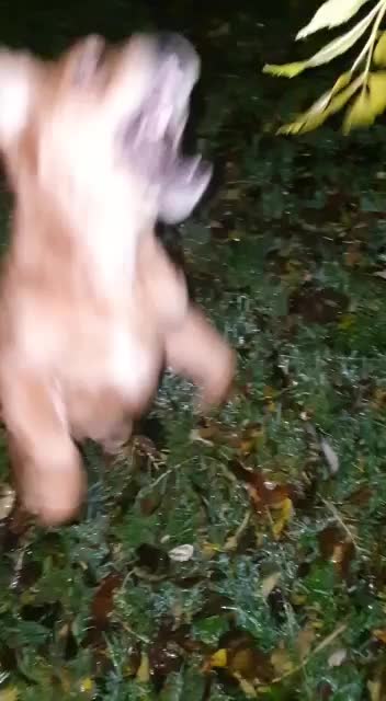 @howlvalley kennels