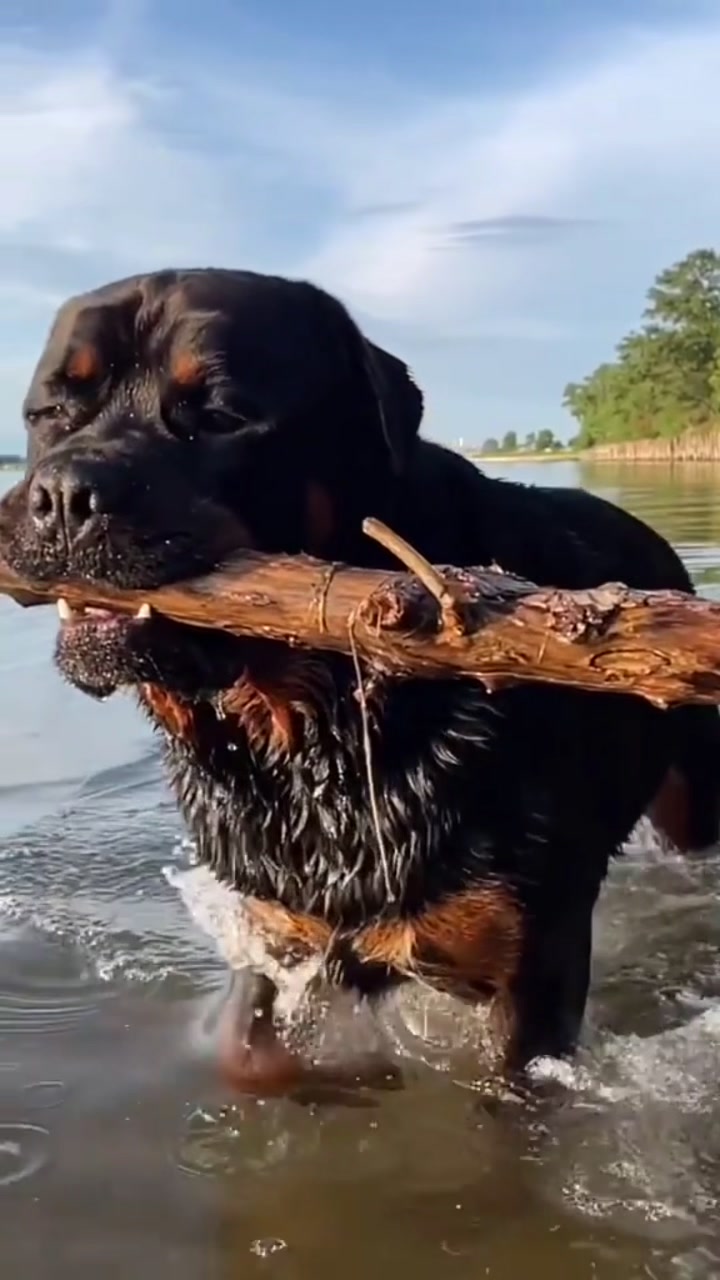 @RottweilerRuger