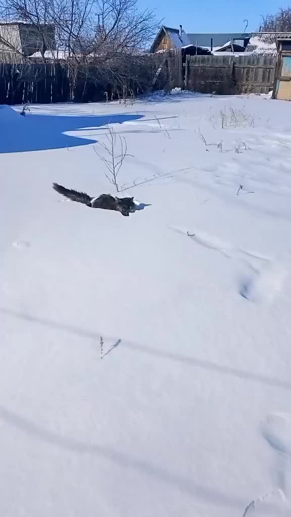 @Мои звери