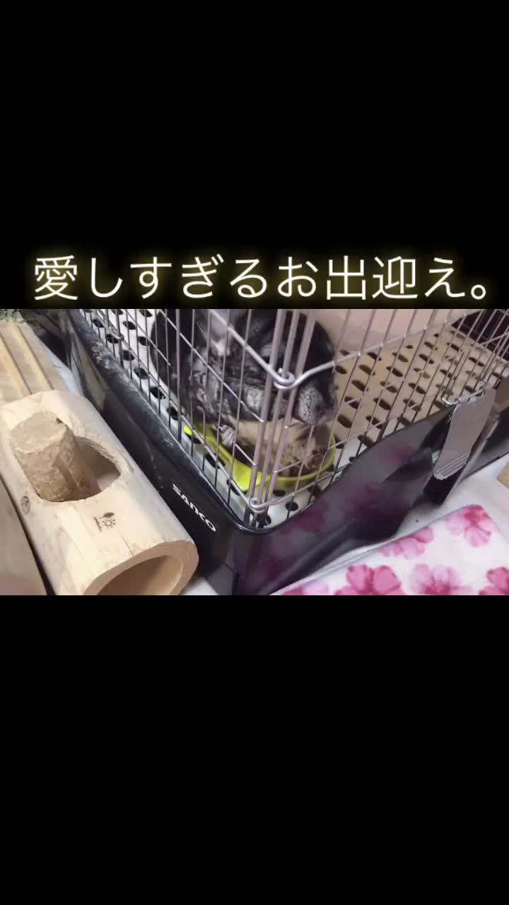 @ゆに♀チンチラ