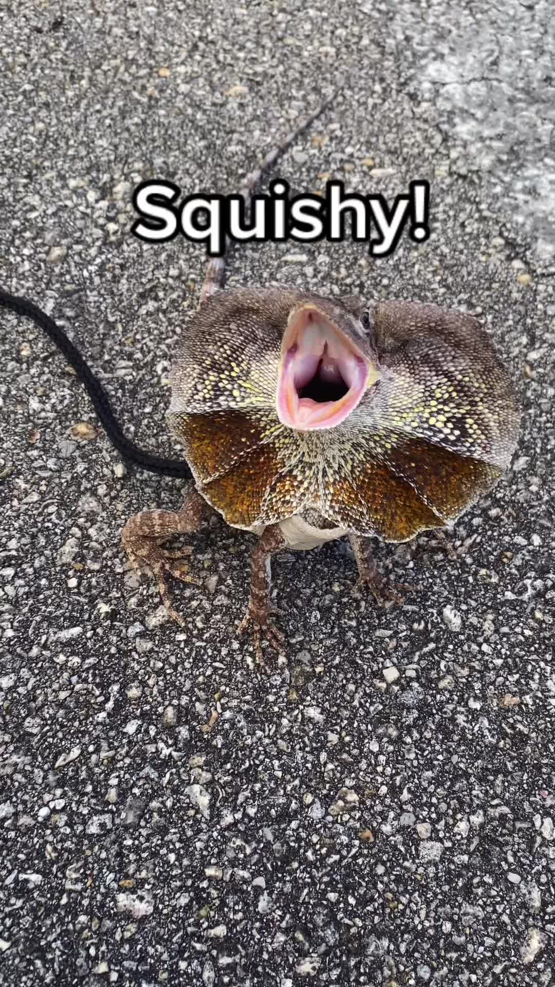 @Tommys_reptiles