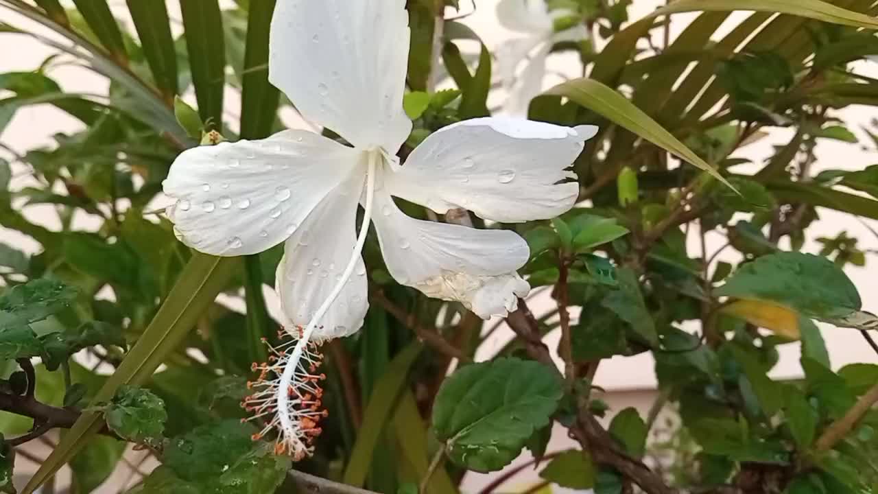 @vishwanathavishwa199
