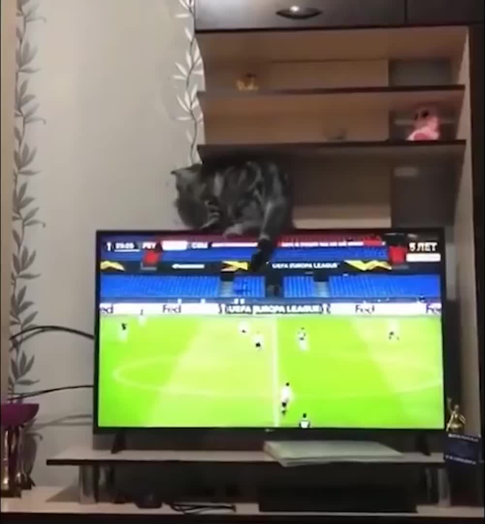 @Derpyoso