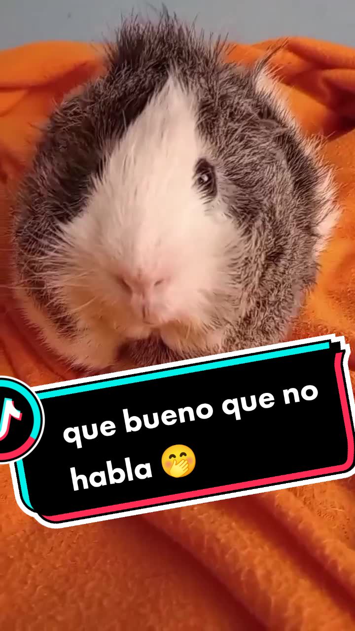 @elrat&oacute;n