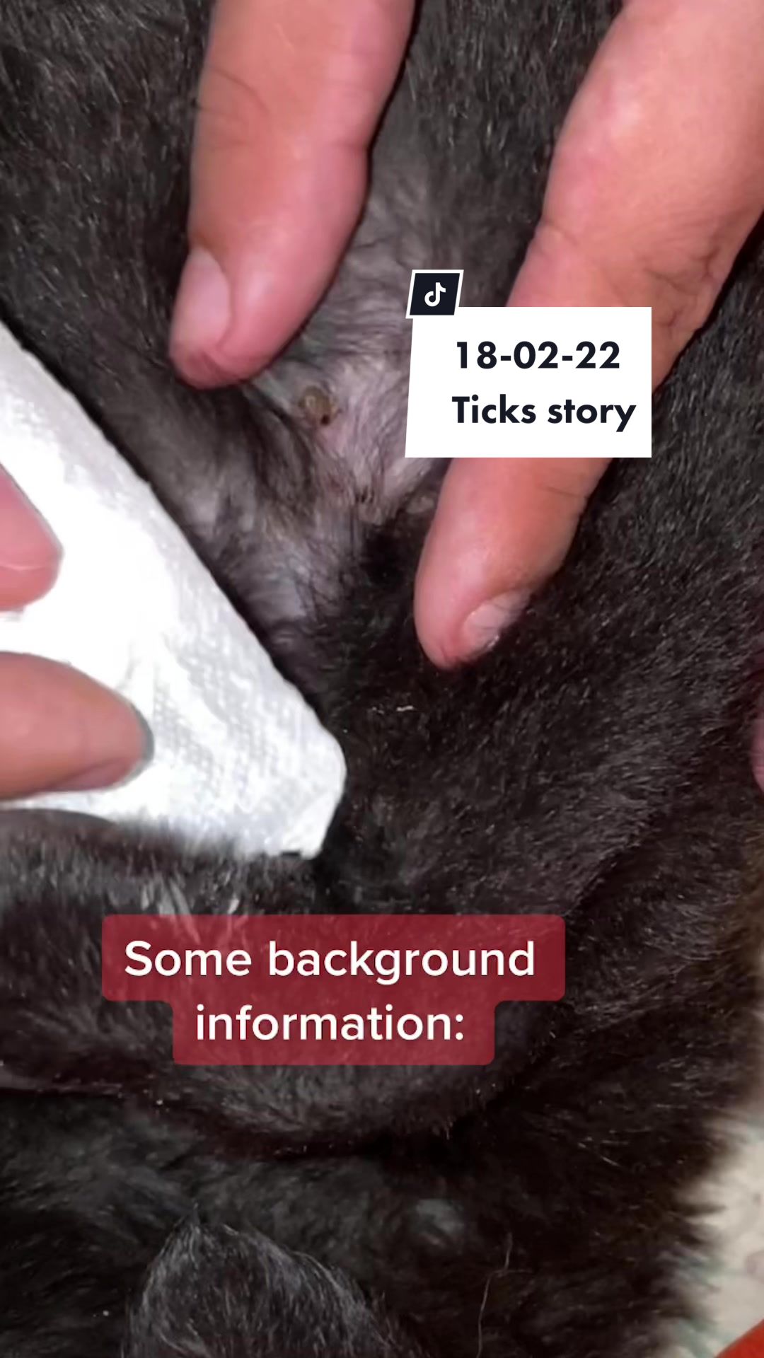 @Rescued stray dog and puppy’s