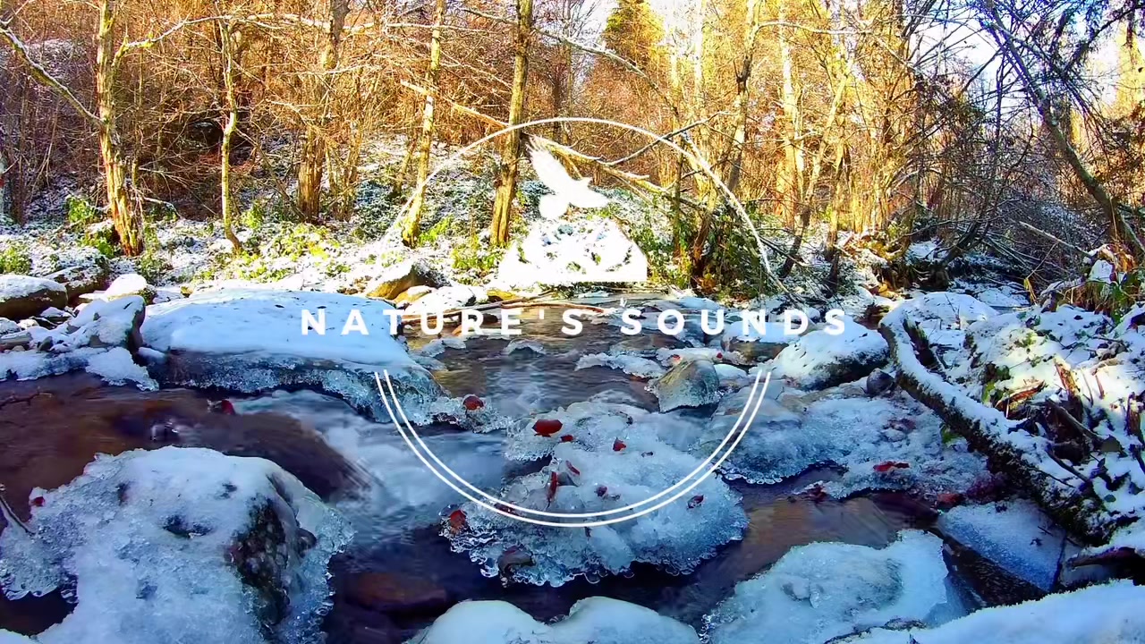@Nature’s Sounds