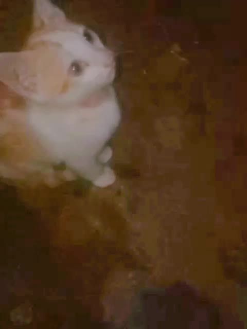 @sahuj
