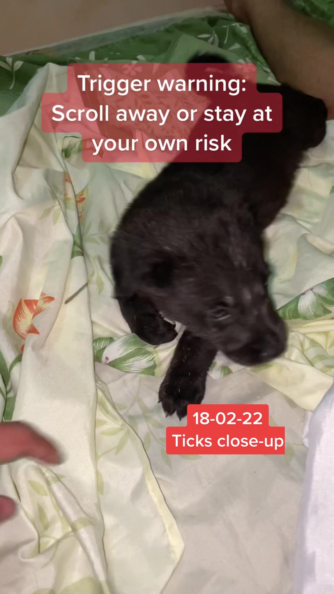 @Rescued stray dog and puppy’s