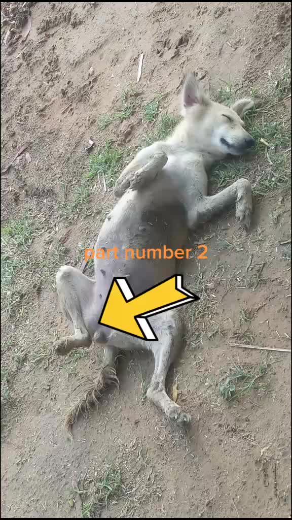 @Vijender Kumar