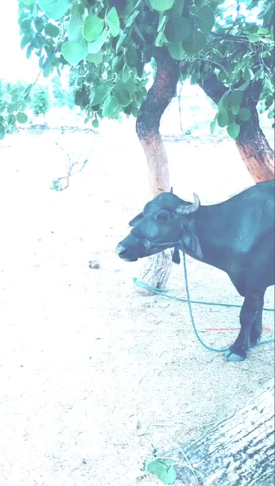 @Raj Nayak pawar 786
