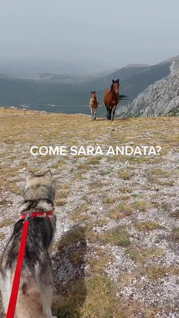 @Natyconvers 🐺