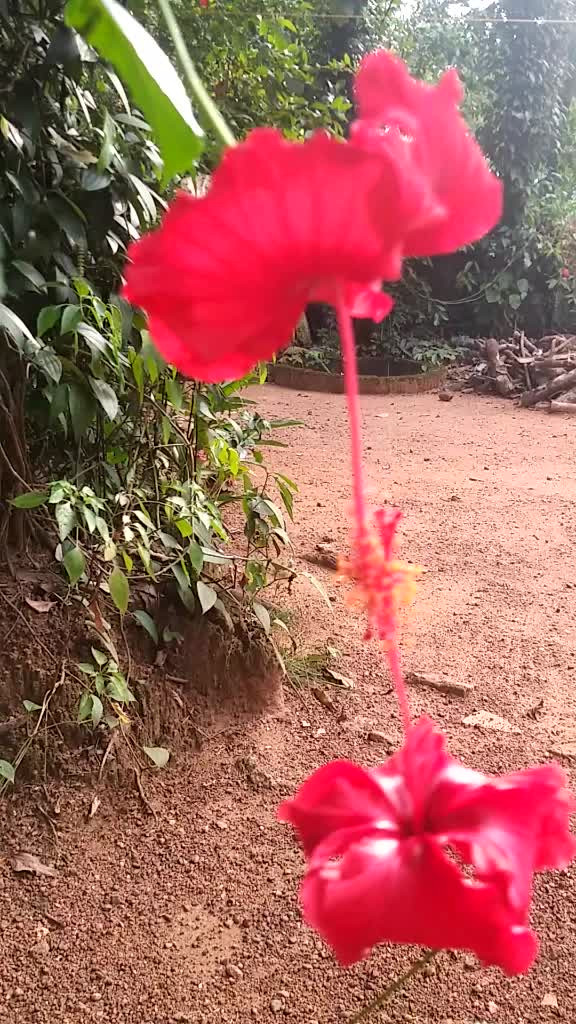 @adi_durga