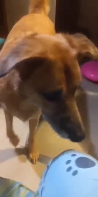 @vaguely.coonhounds