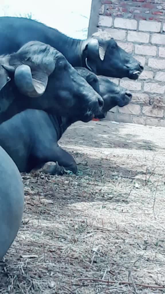 @😈 સભાડ 😈