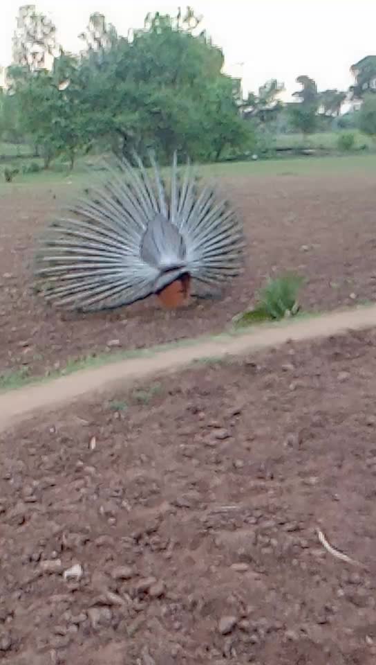 @Dilip Nayak