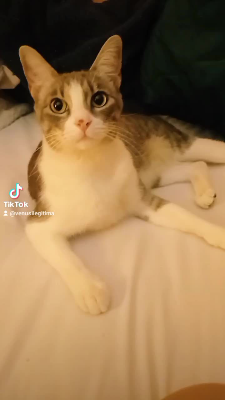 @CutiesCat House