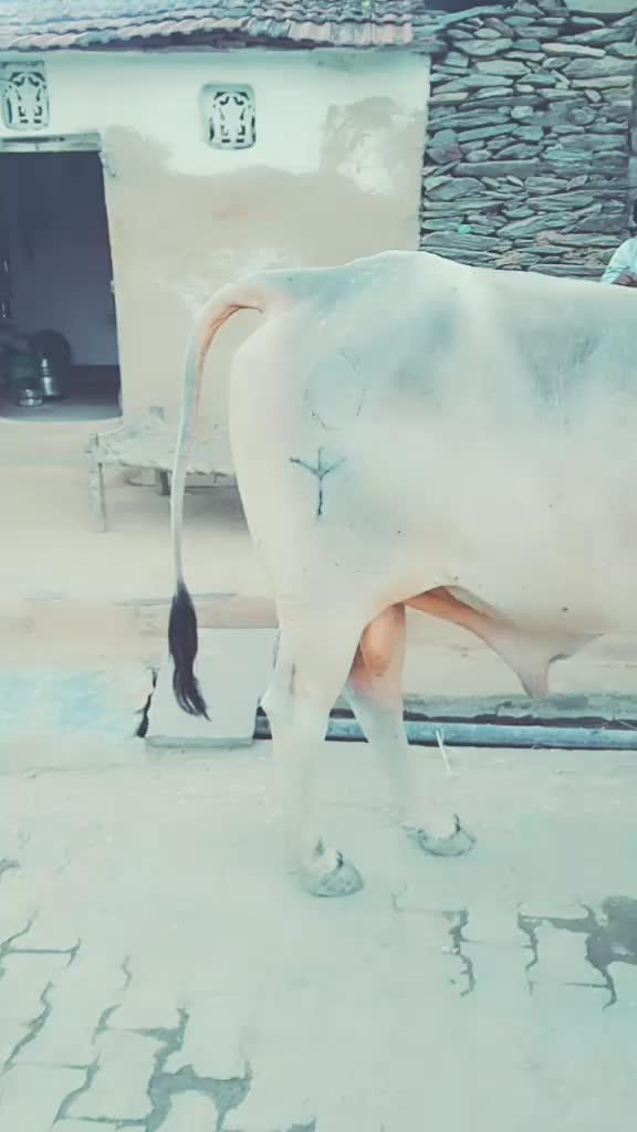 @lover boy रोहित