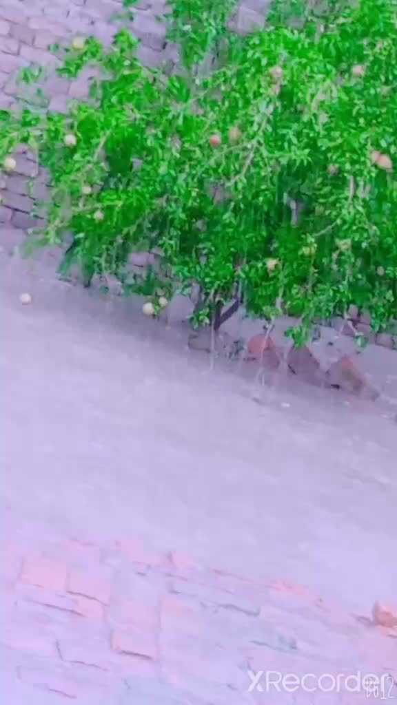 @Balochi