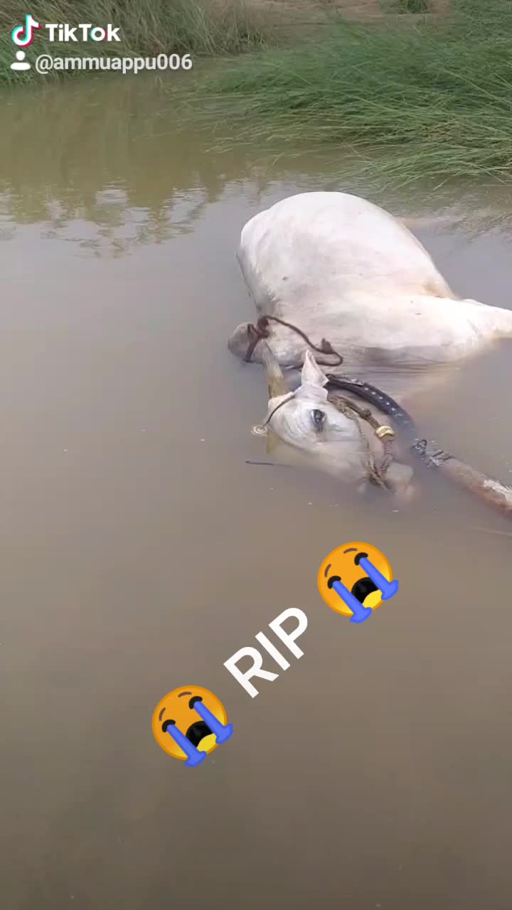 @🙏ಬಡವರ ಮನೆ ಮಗ ಮನು🙏