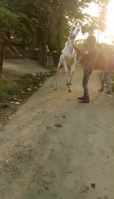 @Sandhi Javedali