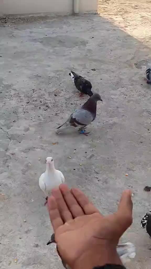 @user75474288502