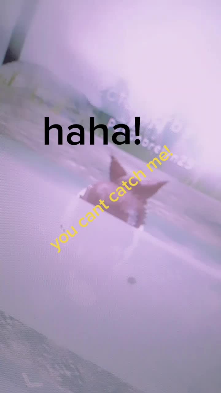 @warrior cats