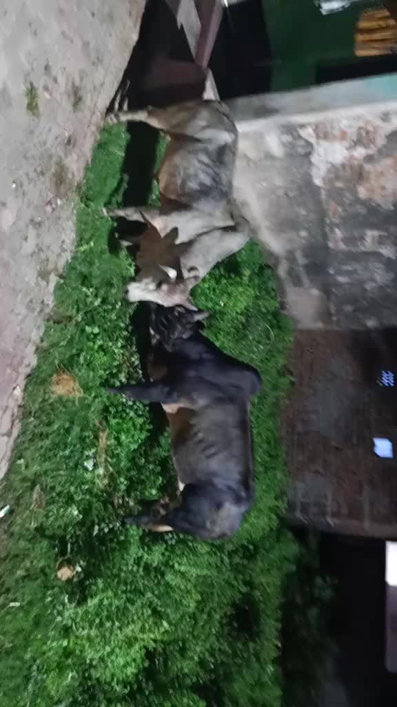 @krushanasasamal