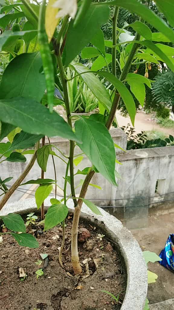 @swetha Venkatesan 🥰