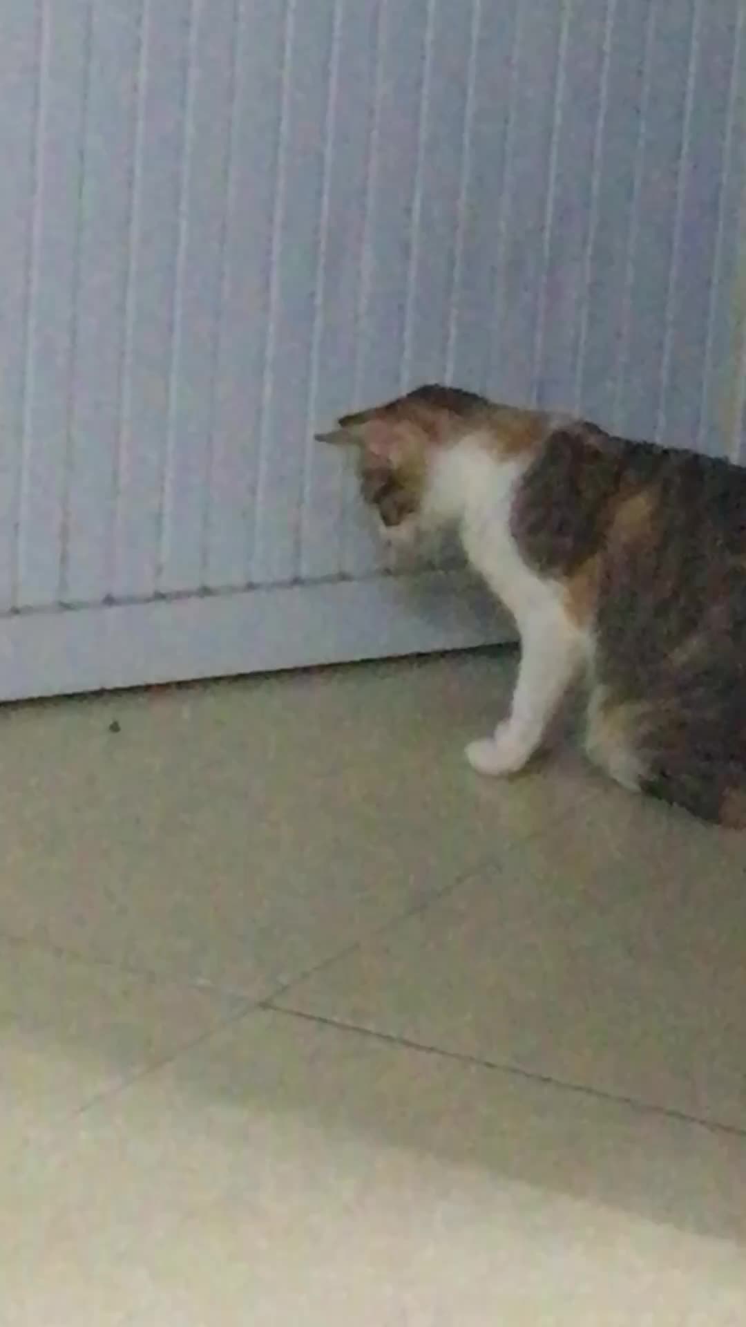 @t là pate🐈