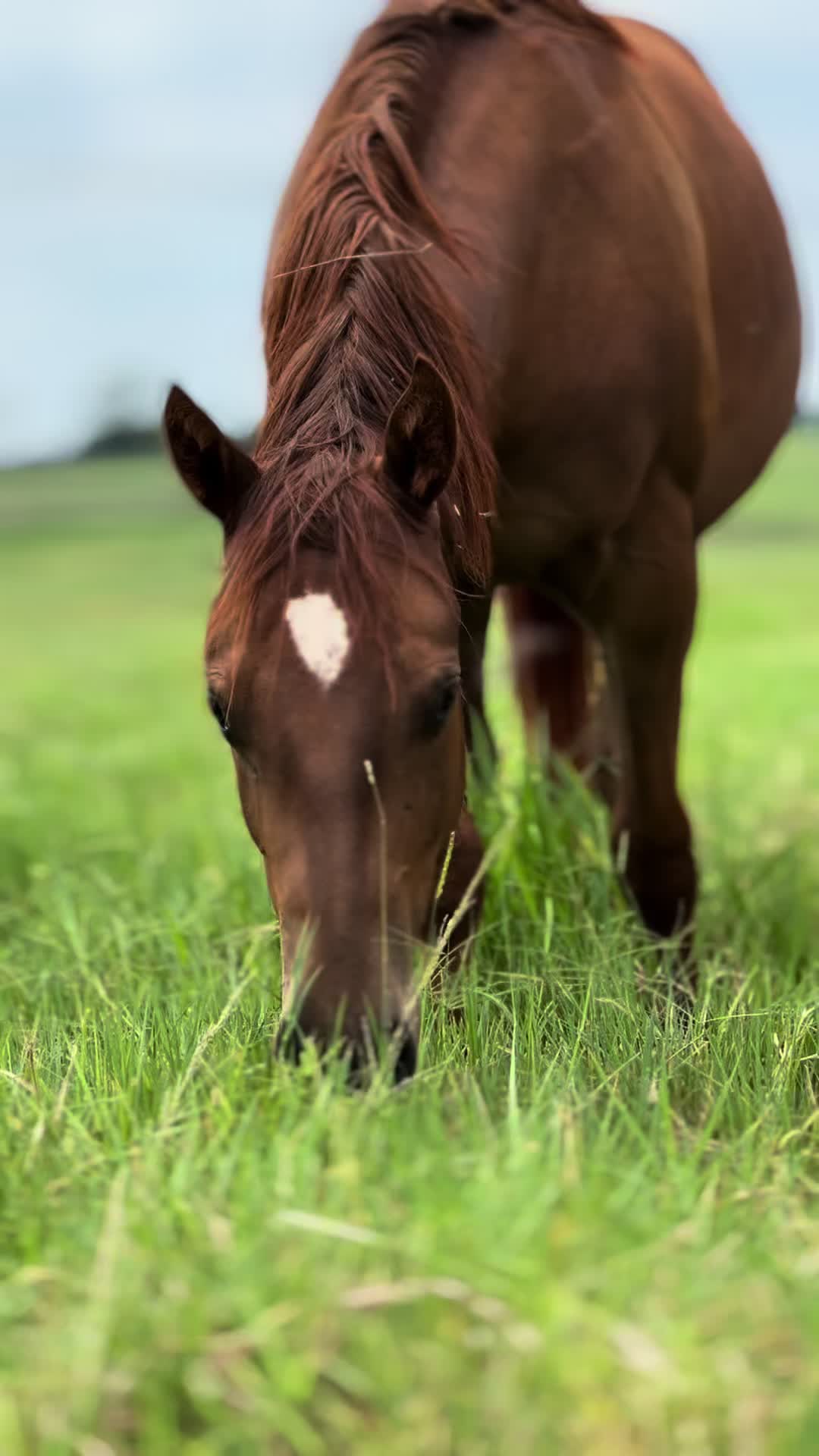 @PRIME HORSE
