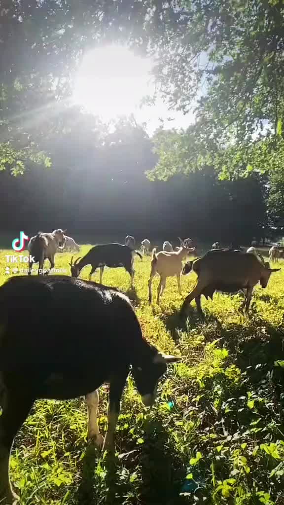 @dailey goat milk