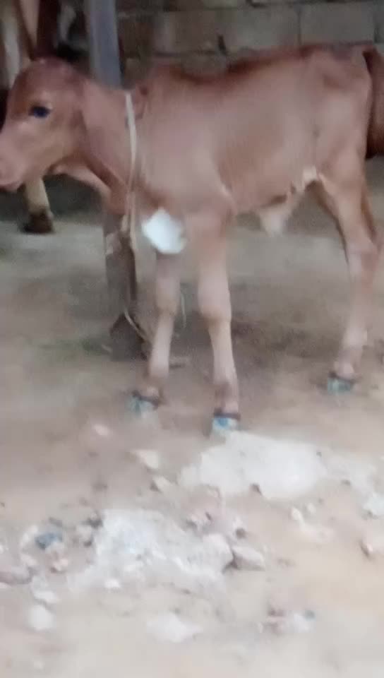 @🙏🙏જે ગૌ માતા 🙏🙏