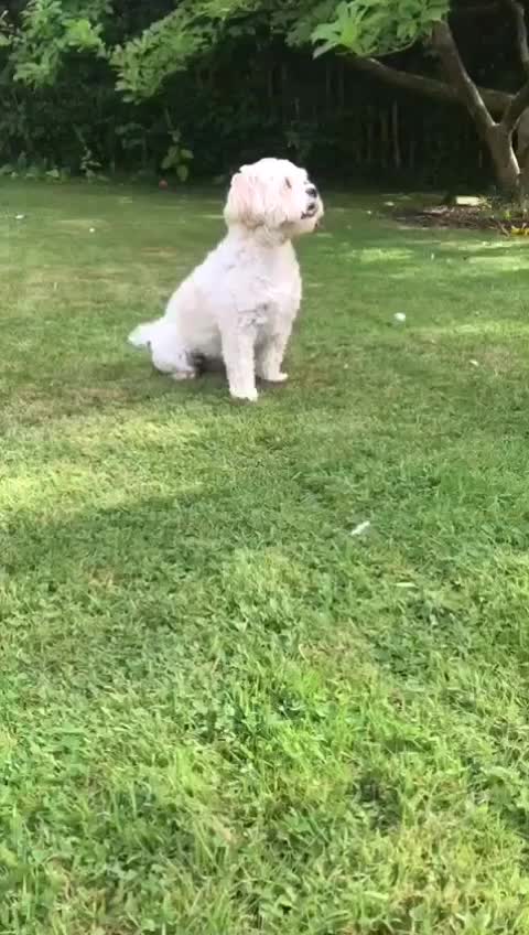 @Dog A.I.D.