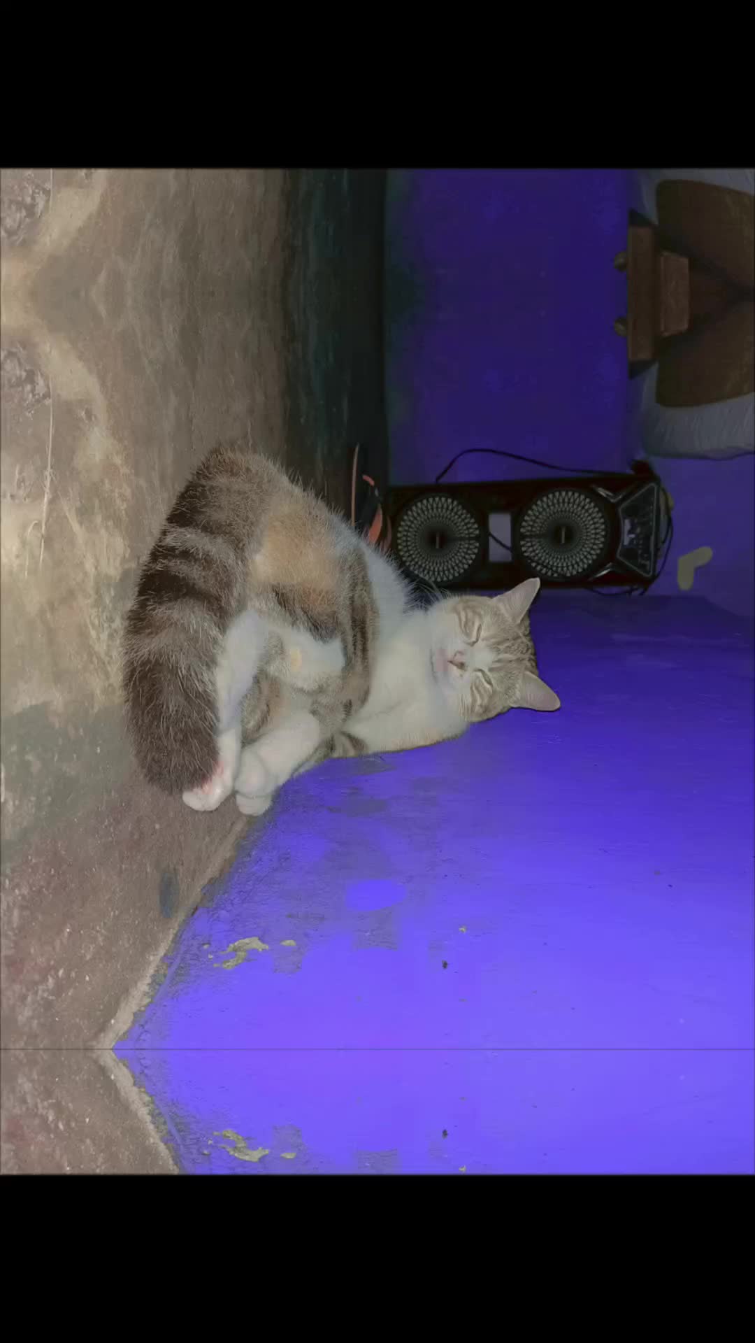 @ekoydapetlover