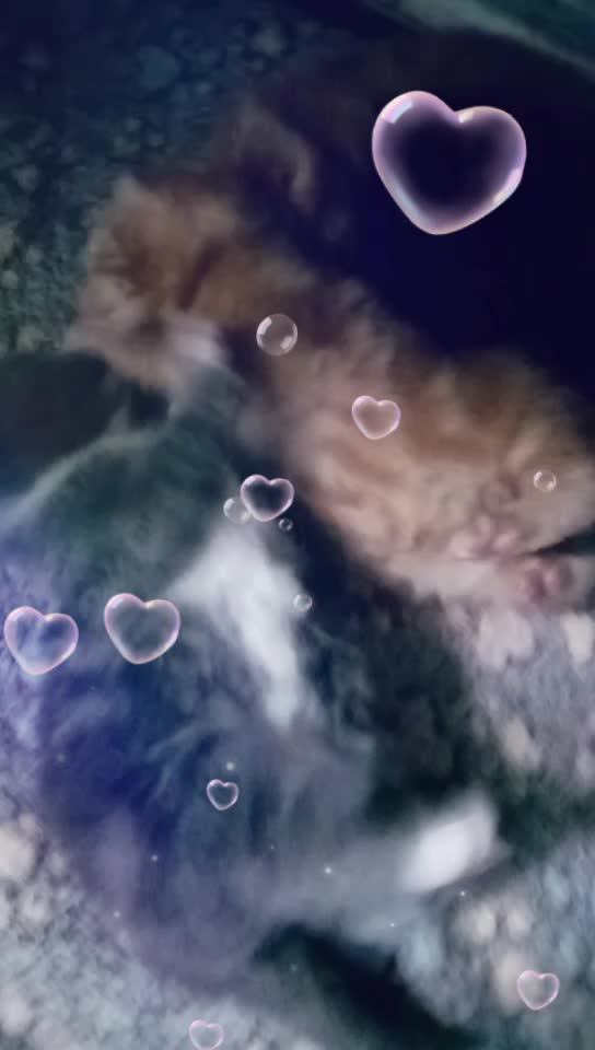 @Russianbluekittyskye