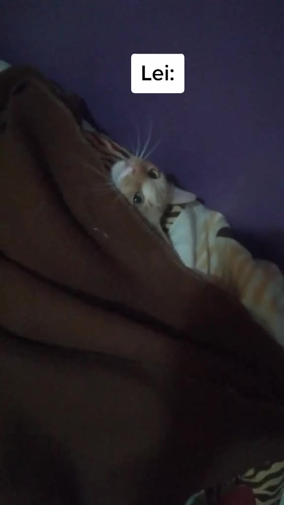 @Miele🐱🐈