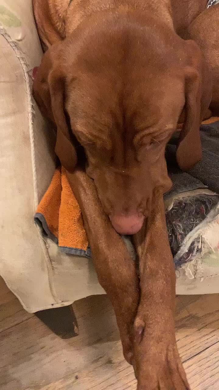 @Just that adorable pup